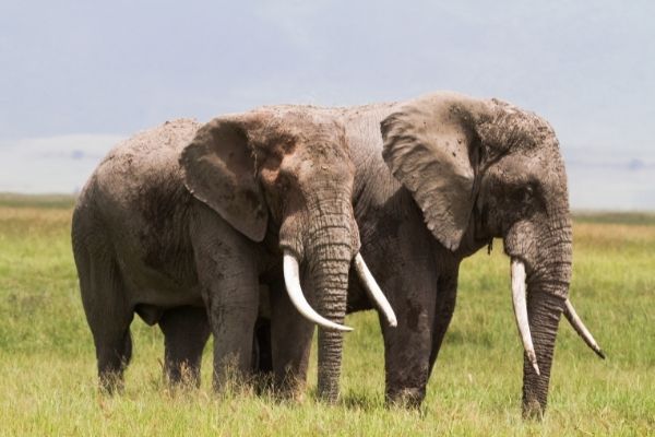 address-the-elephant-in-the-room