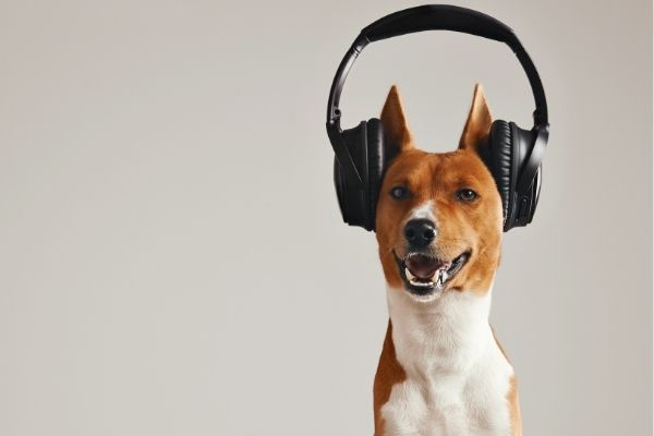 noise-cancelling-headphones