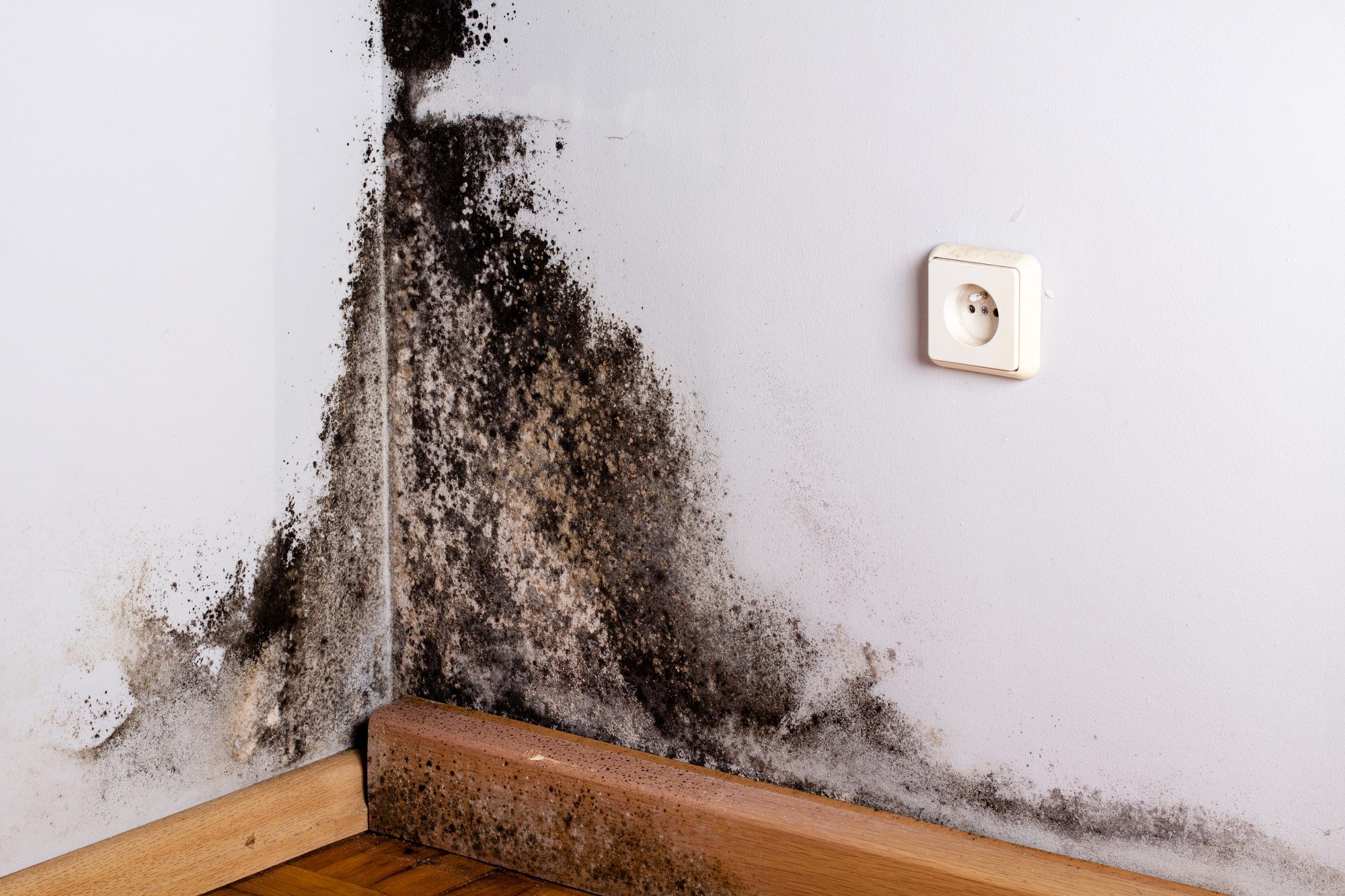 Disclosing mold when selling a house in Colorado