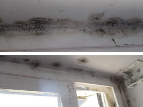 Do you have to disclose mold when selling a house in colorado